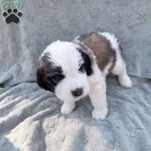 Blue, Saint Berdoodle Puppy